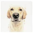 GOLDEN LABRADOR COASTER