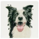 COLLIE COASTER