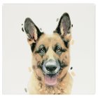 GERMAN SHEPHERD COASTER